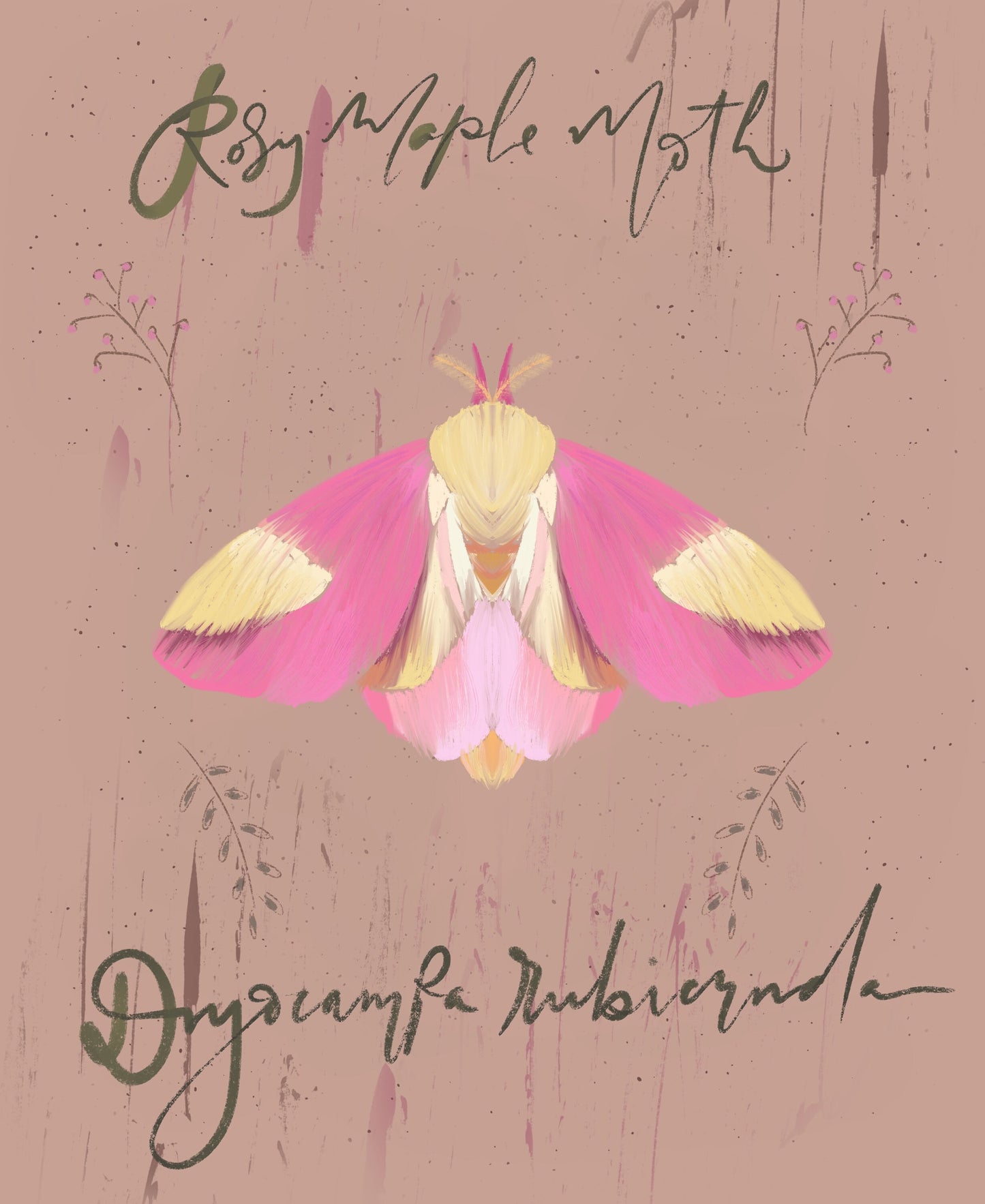 Rosy Maple Moth